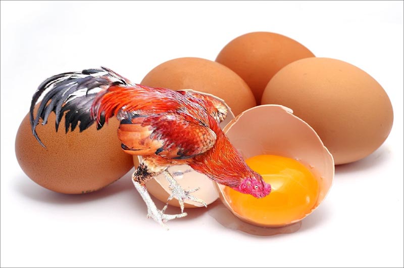 Cho gà chọi ăn lòng đỏ trứng có hiệu quả gì nhỉ?