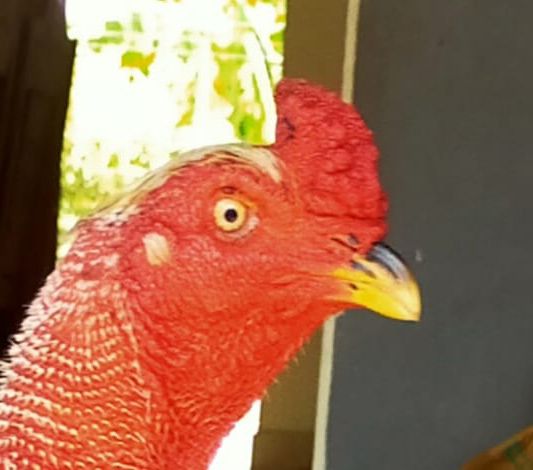 Ăn lòng đỏ trứng gà giúp gà có thị lực tốt hơn.