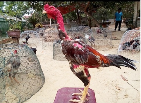 Trại gà nòi Bình Định nổi tiếng trên cả nước hiện nay