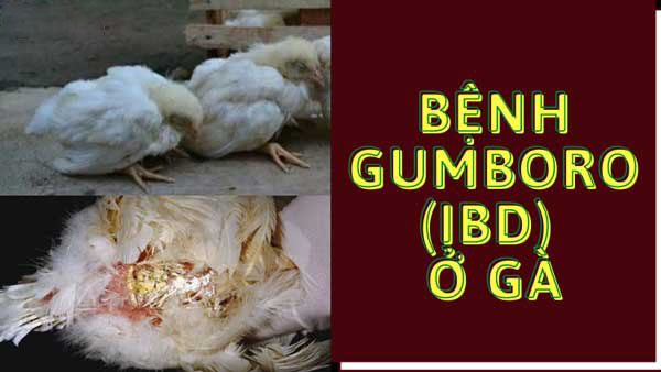 Bệnh gumboro ở gà là bệnh gì?