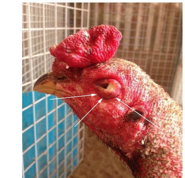 Những nguyên nhân khiến gà bị sưng mắt bọt mắt: