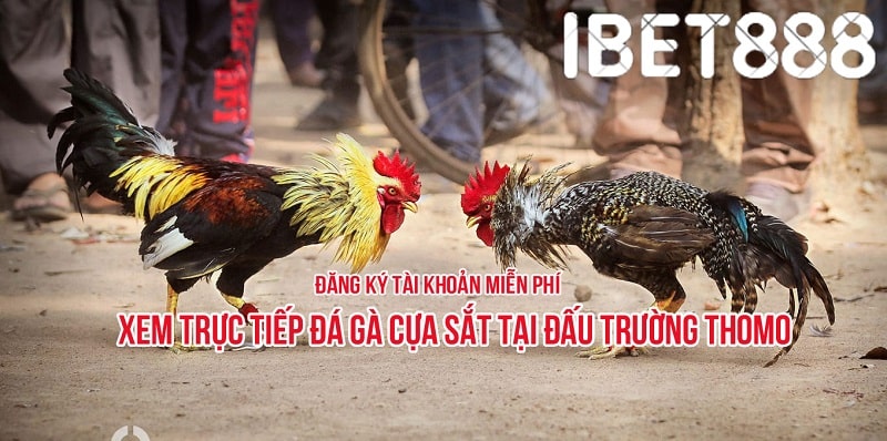 Thông tin tổng quan về ibet888 đá gà