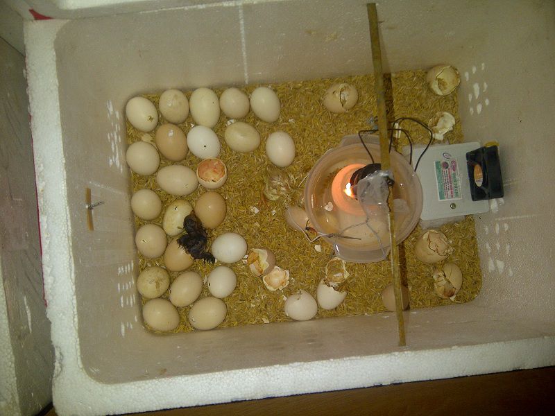 Nguyên liệu cần chuẩn bị để làm máy ấp trứng
