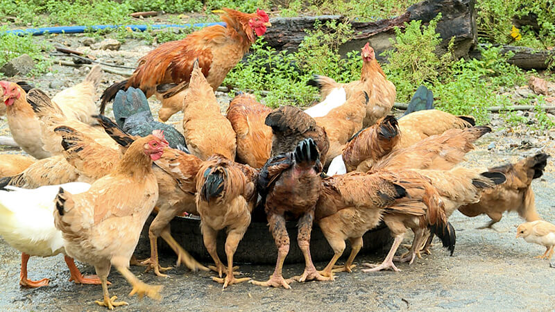 Chế độ ăn của gà ri thuần chủng có gì đặc biệt?