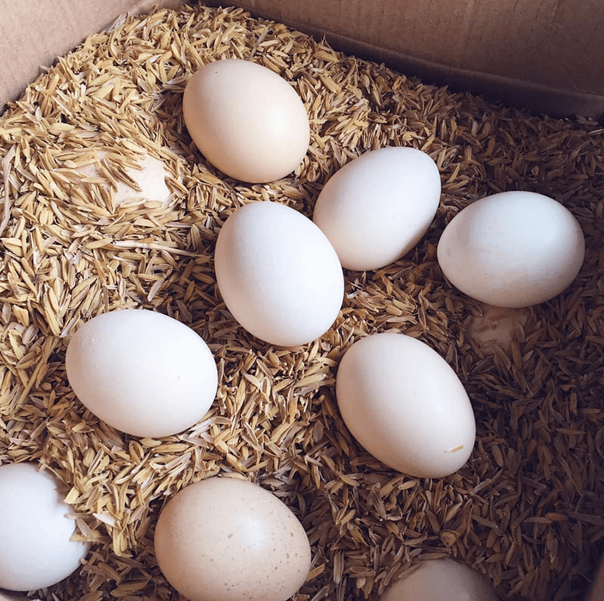Sử dụng trứng gà so đúng cách giúp chữa bệnh hiệu quả