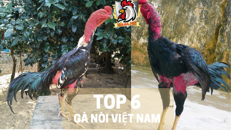 gà nòi Việt Nam