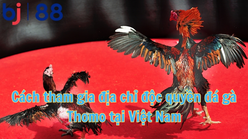 Cách tham gia địa chỉ cá cược độc quyền đá gà Thomo tại Việt Nam