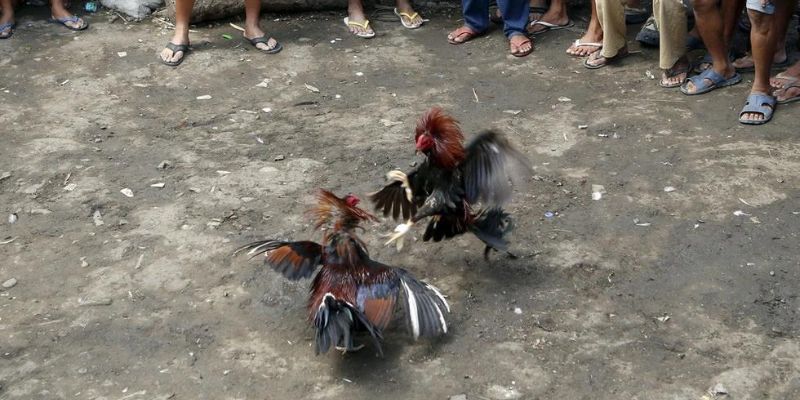 Đá gà Philippines cung cấp nhiều hình thức phổ biến trên thị trường