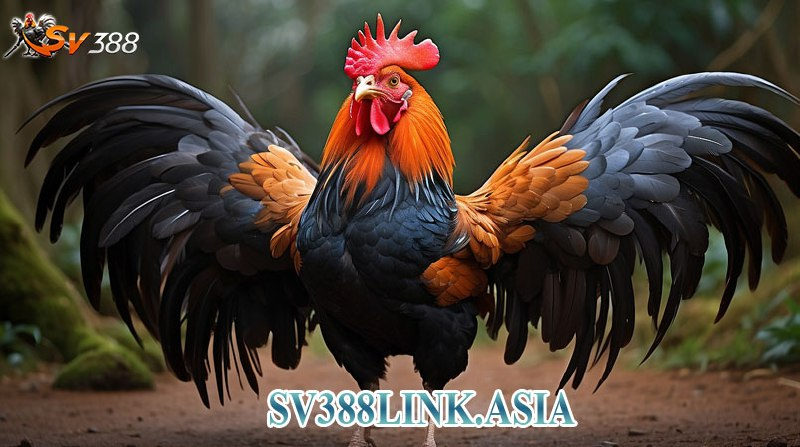 sv388link.asia cập nhật nhanh tin mới về thị trường đá gà