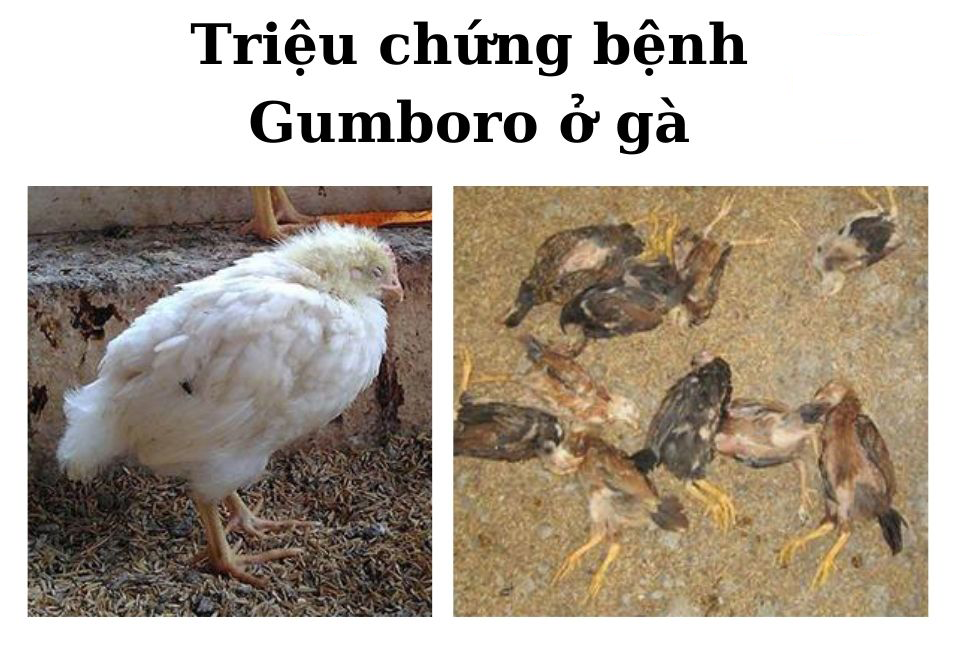 Bệnh tích của bệnh Gumboro ở gà