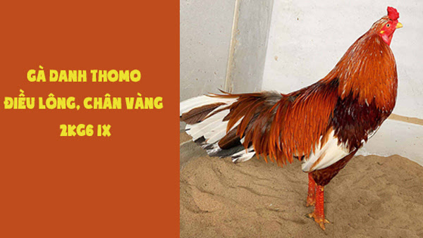 Những con gà danh tiếng hay nhất trên đấu trường Thomo