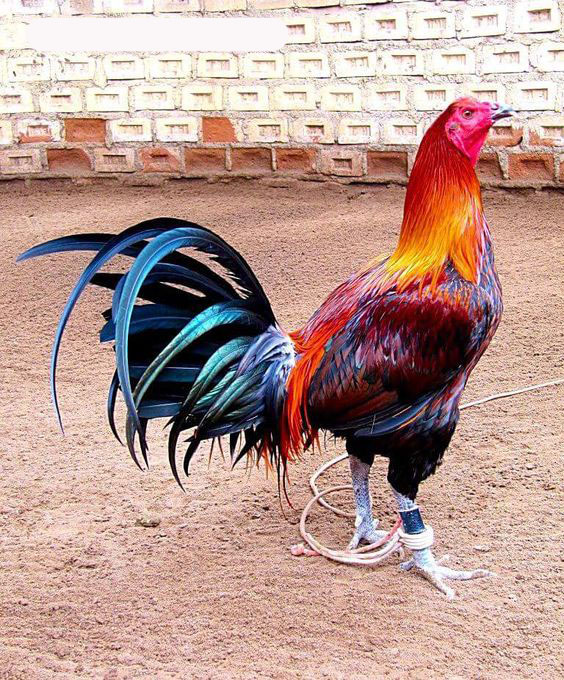 Đặc điểm của gà Peru
