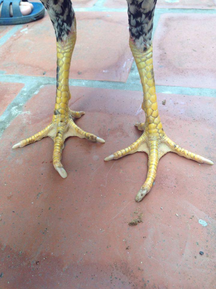 Gà chân vàng