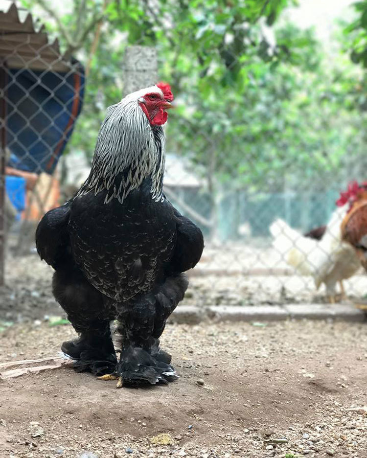 Kích thước của giống gà này khá to