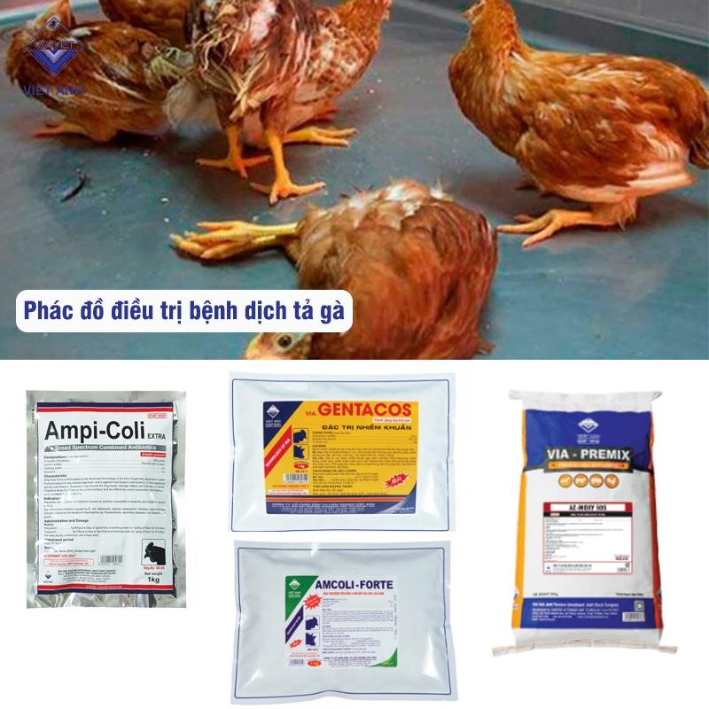 Cách phòng ngừa bệnh dịch tả gà