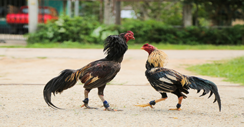 Hình ảnh những chú gà chọi đẹp nhất ở Việt Nam