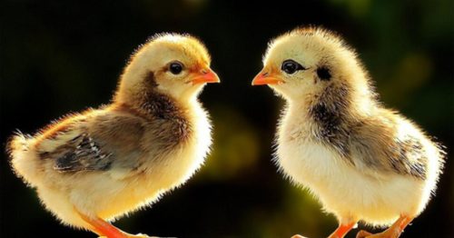 Bệnh bạch lỵ ở gà – Nguyên nhân và cách phòng tránh