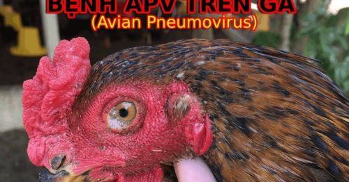 Bệnh APV trên gà – Triệu chứng và cách chữa hiệu quả