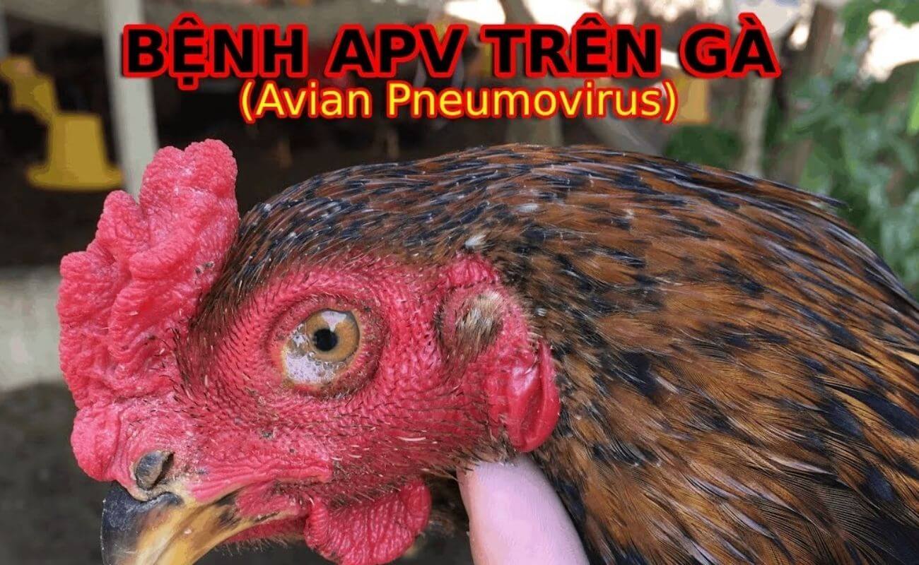 Nguyên nhân gây bệnh APV trên gà