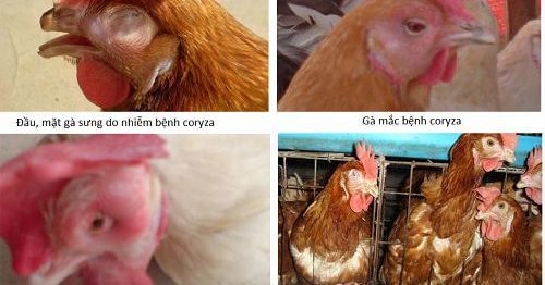 Bệnh Coryza ở gà – Nguyên nhân, triệu chứng và cách phòng bệnh