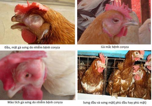 Triệu chứng bệnh coryza ở gà