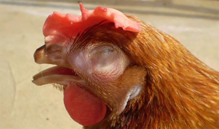 Biểu hiện của bệnh CRD ở gà