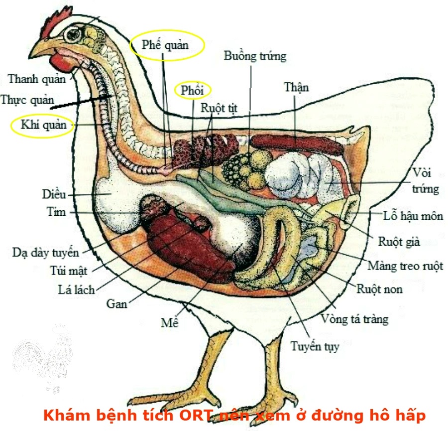 Triệu chứng của ORT ở gà: