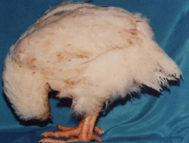 Nguyên nhân gây bệnh Gumboro ở gà
