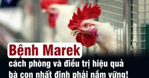 Bệnh Marek ở gà – Cách nhận biết và phòng tránh hiệu quả