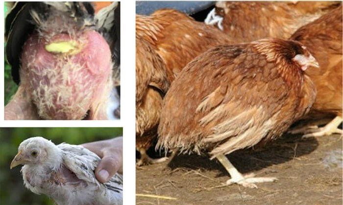 Bệnh thương hàn – Bệnh phổ biến ở gà công nghiệp, gà đẻ