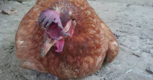 Bệnh tụ huyết trùng ở gà là gì? Cách phòng bệnh hiệu quả