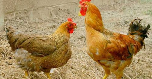 9 bệnh thường gặp ở gà và cách phòng tránh hiệu quả 