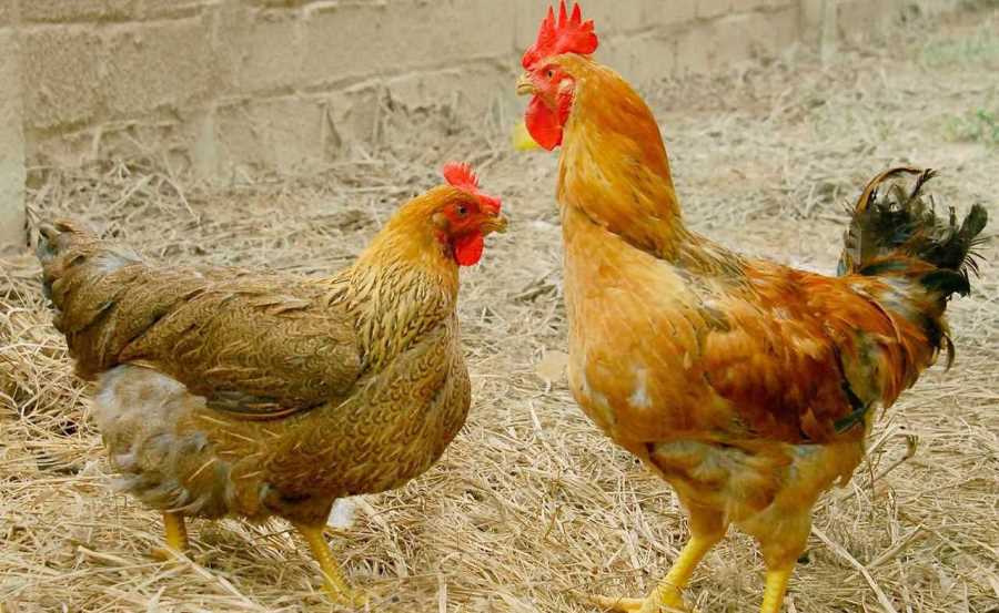 bệnh thường gặp ở gà và cách phòng tránh hiệu quả 