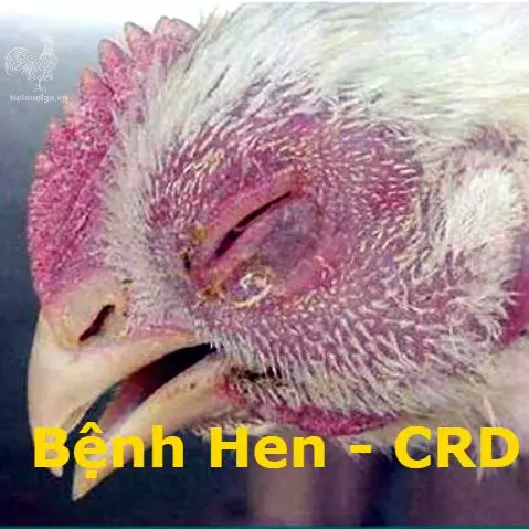 Bệnh CRD ở gà - Cách phòng và trị bệnh