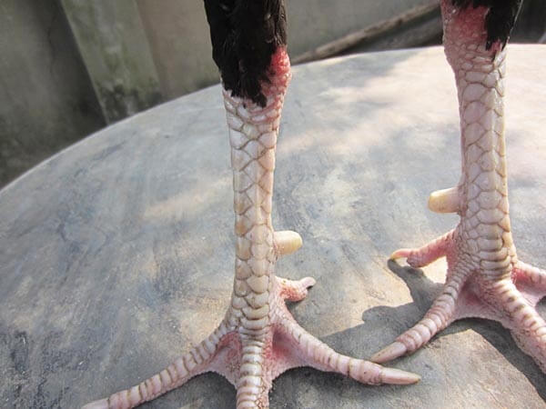Gà chân cua rất độc đáo với những ngón chân của chúng bị khoèo sang 2 bên