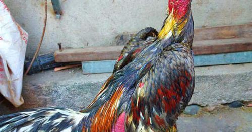 Gà đòn Khánh Hòa Vương – Giống gà nổi tiếng miền Trung