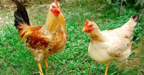 Gà ta là gà gì? Các loại gà ta phổ biến ở Việt Nam hiện nay