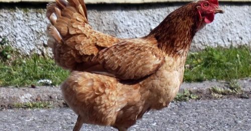 Giới thiệu về gà tè – Giống gà cổ xưa cần được bảo tồn
