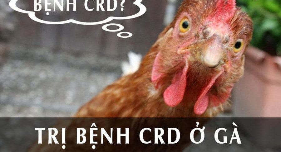  Xử lý khi gà mắc bệnh CRD