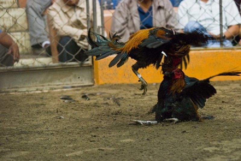 Trận đấu đá gà Peru - Sức hấp dẫn không thể chối từ
