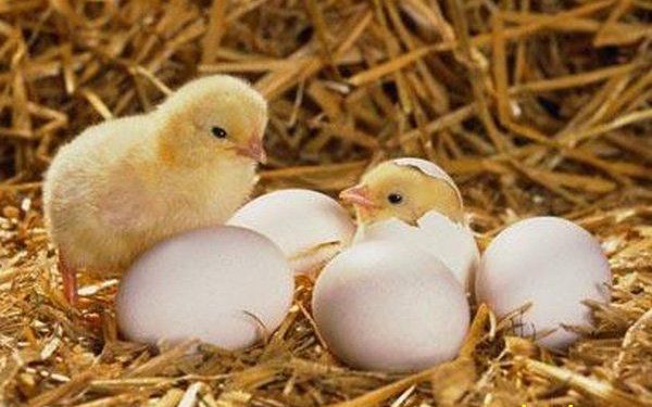 Những dấu hiệu nhận biết trứng gà sắp nở