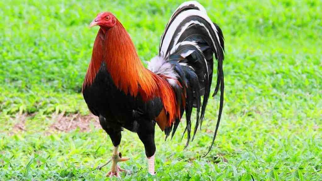Nguồn gốc loài gà Kelso Mỹ