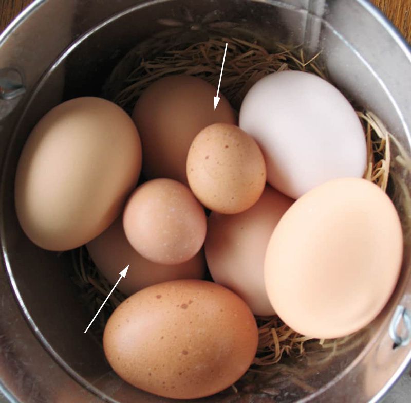 Lý do nào khiến xảy ra hiện tượng gà trống đẻ trứng?