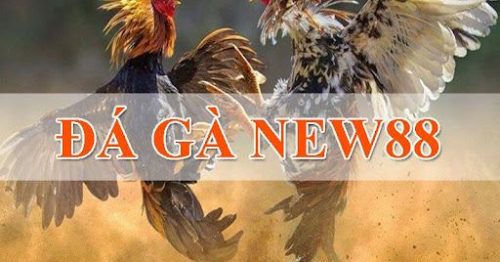 Đá gà new88 – Nhà cái đá gà trực tuyến hàng đầu Châu Á