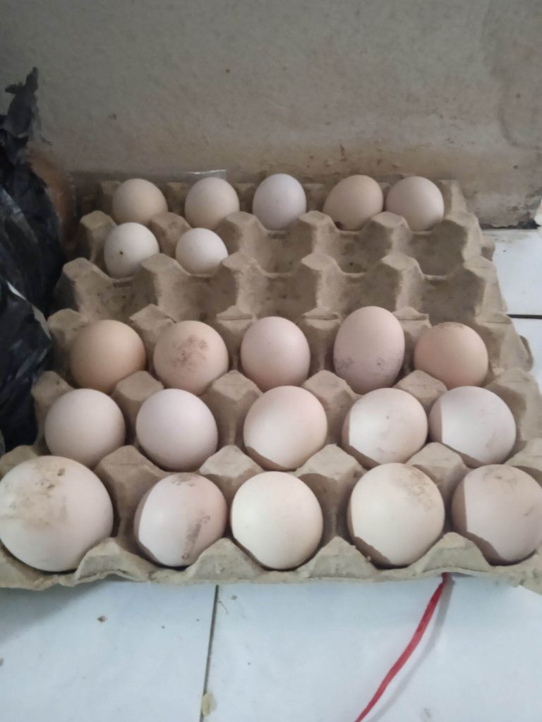 Hướng dẫn cách bảo quản trứng gà chọi để ấp