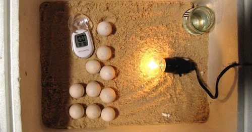 Hưỡng dẫn cách làm máy ấp trứng đơn giản tại nhà