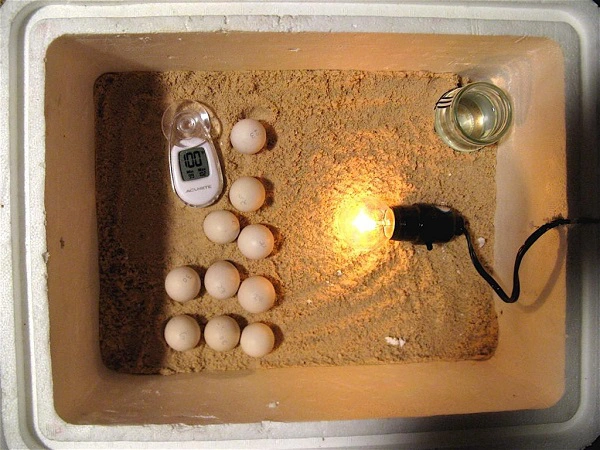 Hướng dẫn cách làm máy ấp trứng gà tại nhà hiệu quả