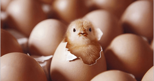 Trứng gà chọi có đắt không? Hướng dẫn cách ấp trứng gà chọi