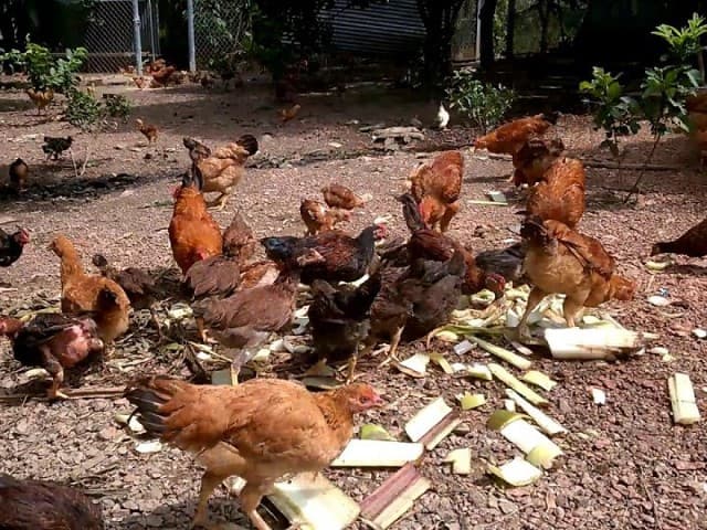 Hướng dẫn làm thức ăn cho gà từ thân cây chuối