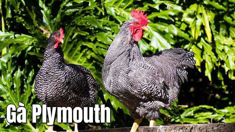 Gà Plymouth có xuất xứ từ đâu?